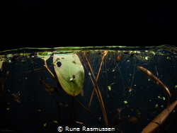 Natural aquarium by Rune Rasmussen 